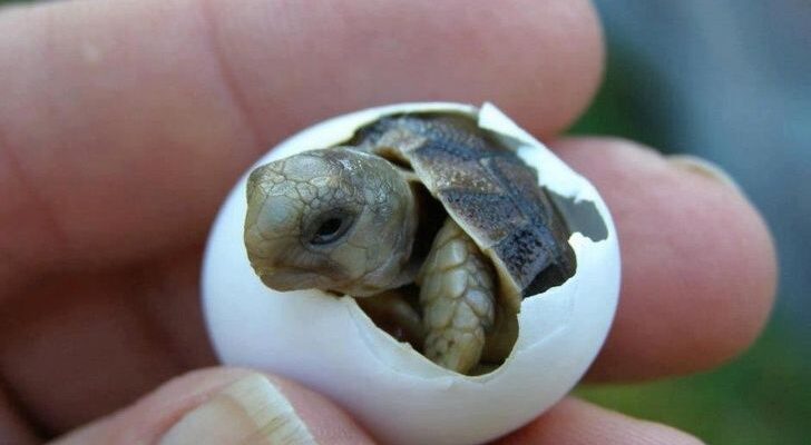 Turtle Eggs Hatching