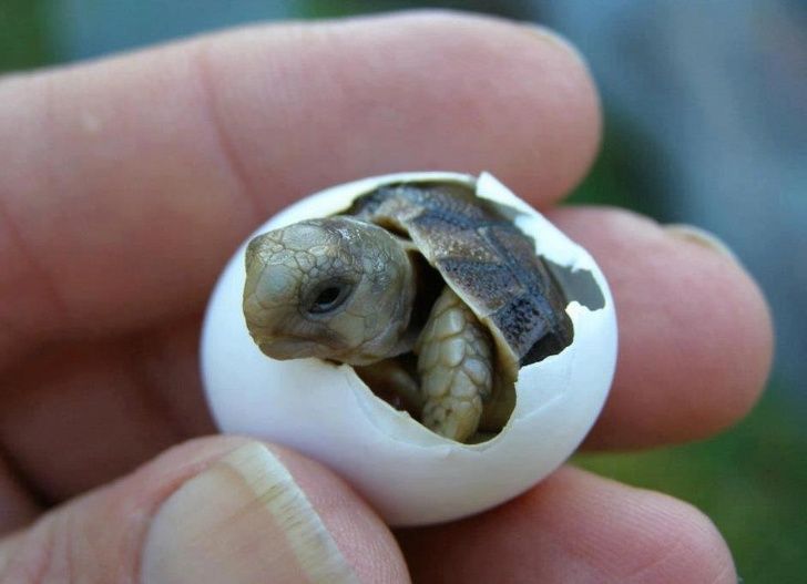 Turtle Eggs Hatching