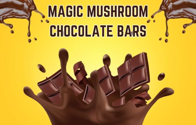 magic mushroom chocolate bars