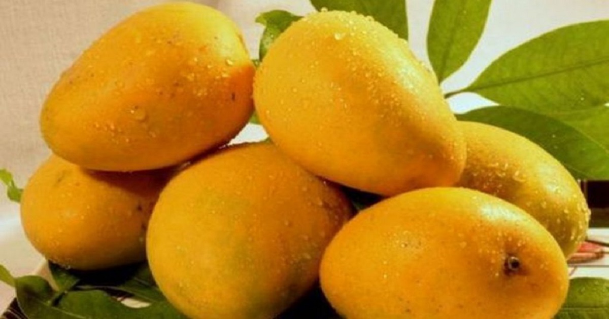 An image of Buy Export Quality Chaunsa Mango