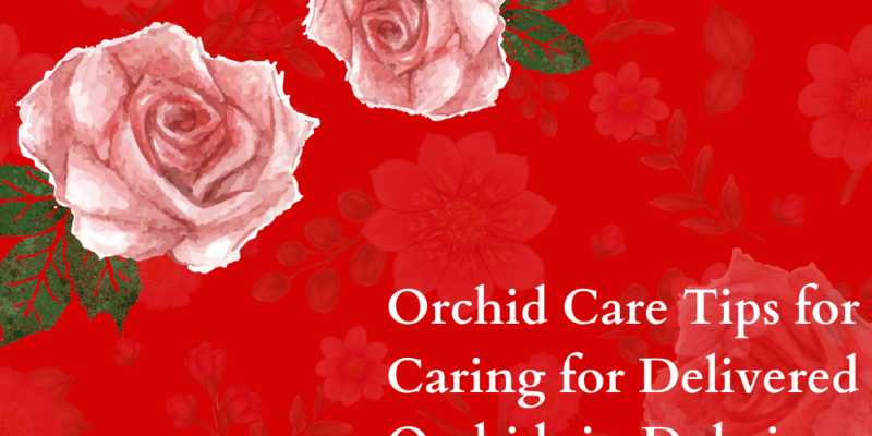 Orchid Care Tips for Caring for Delivered Orchids in Dubai