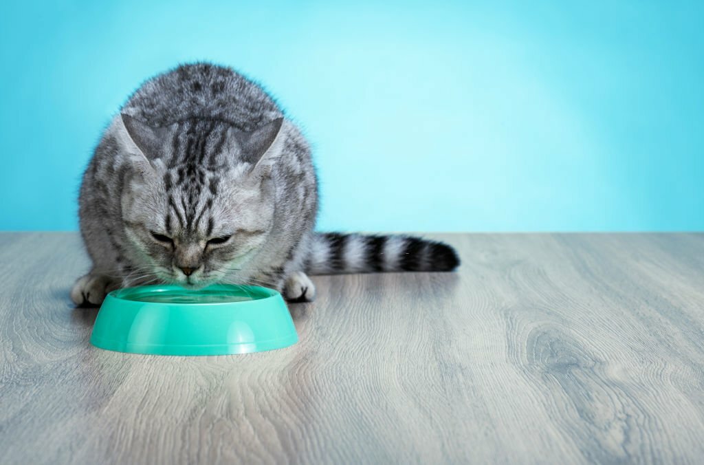 Cat Eats Carrot Cake