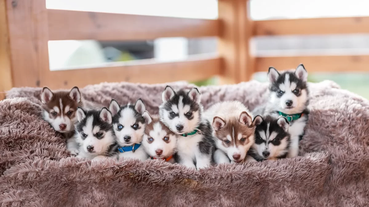 all types of huskies