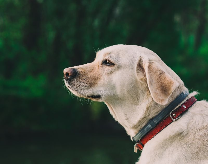 Martingale Dog Collars