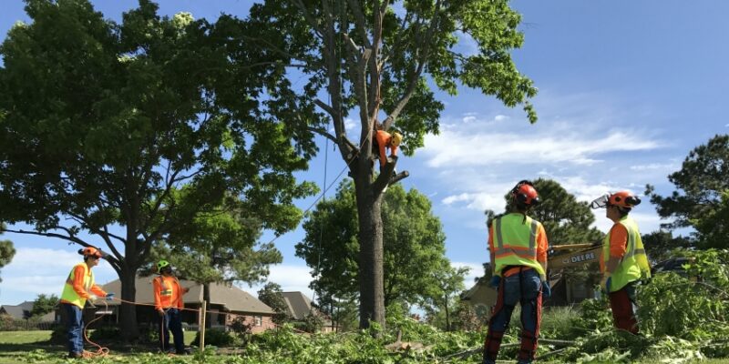 tree trimming and pruning services in Austin