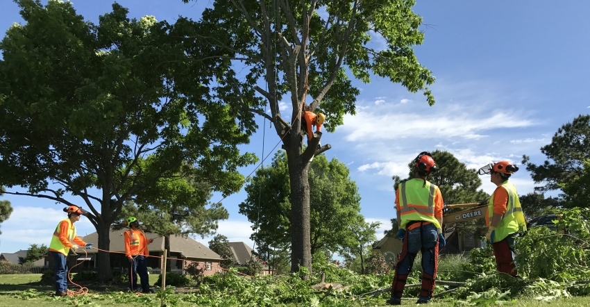 tree trimming and pruning services in Austin