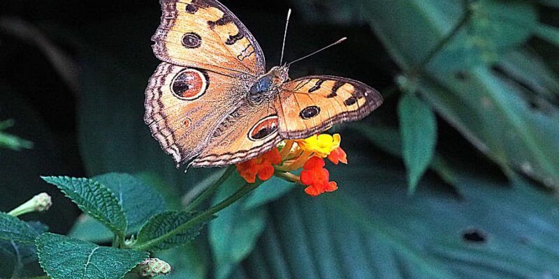 insects in spring