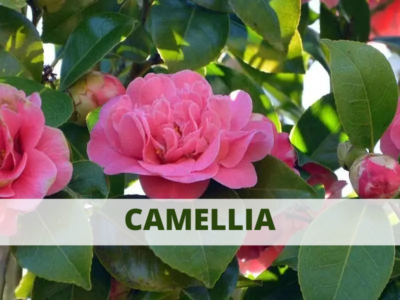 camellia