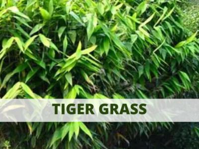 tiger grass