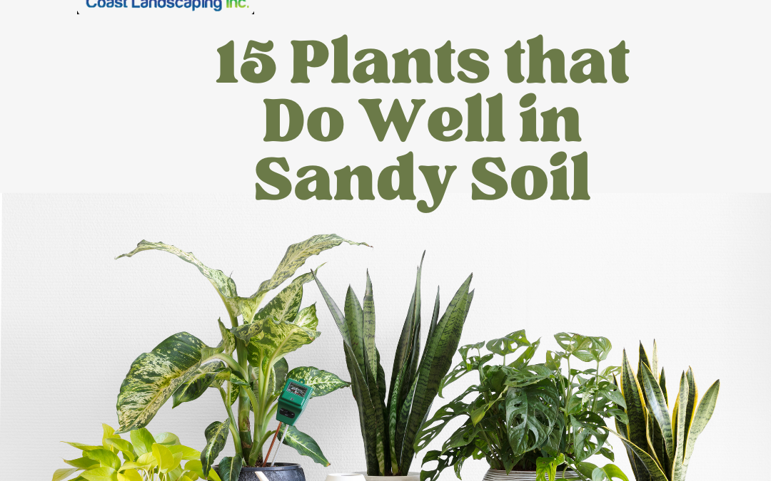 15 Plants that Do Well in Sandy Soil