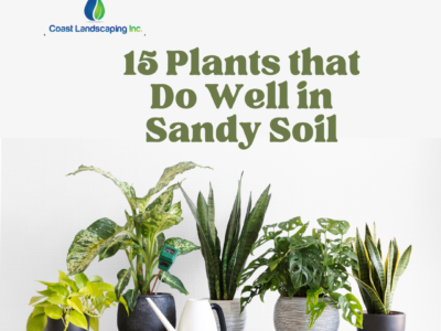 15 Plants that Do Well in Sandy Soil