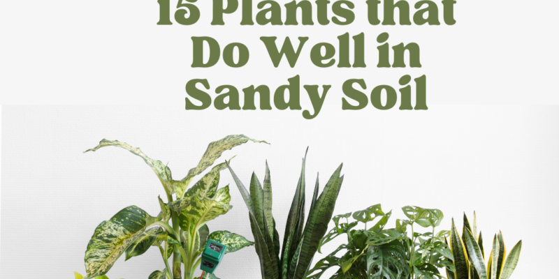 15 Plants that Do Well in Sandy Soil