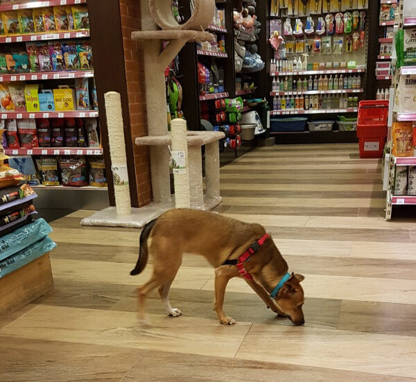 pets supplies store