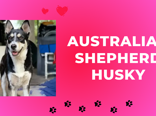 Australian Shepherd Husky: Perfect Companion for Families