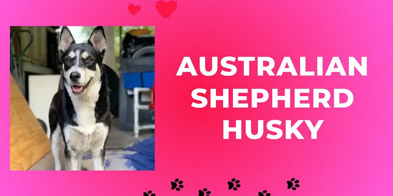 Australian Shepherd Husky: Perfect Companion for Families
