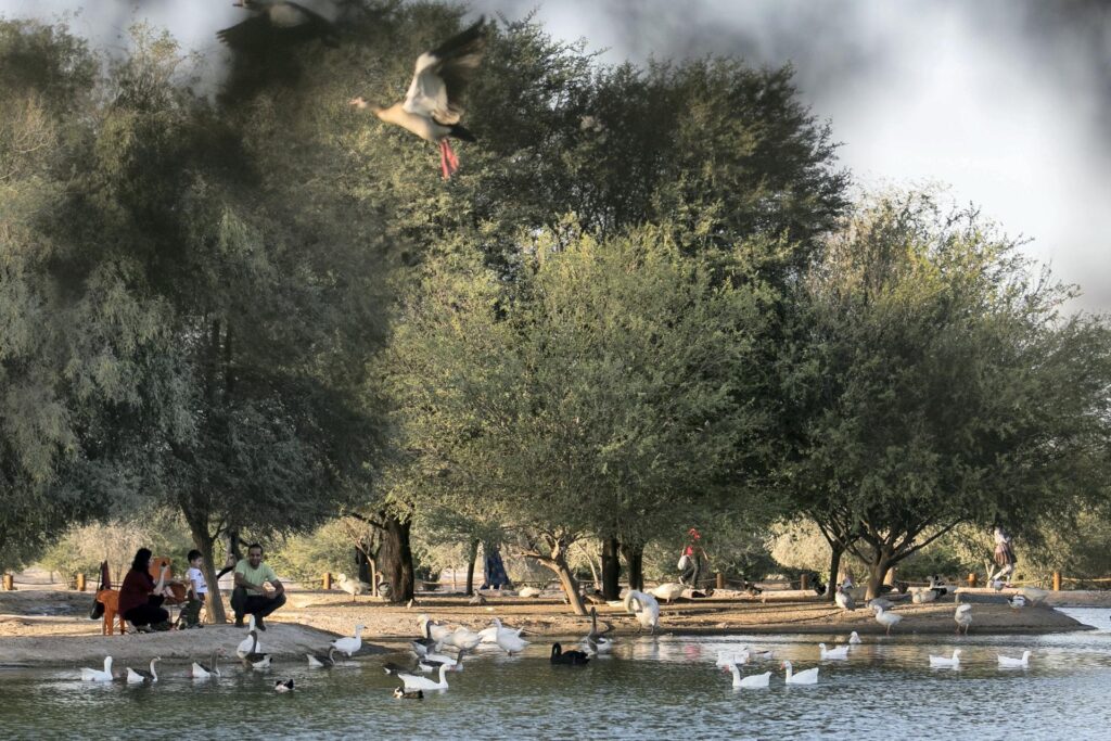 Al Qudra Lake 