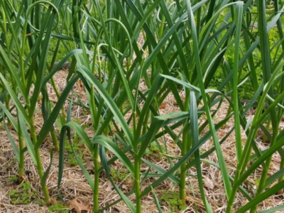 Harvest Garlic