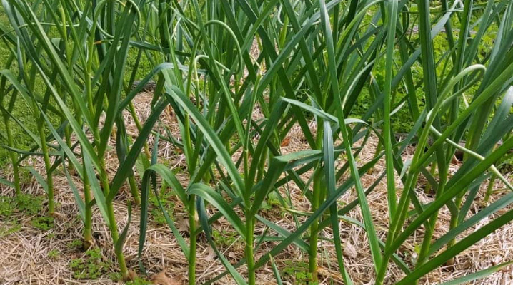 Harvest Garlic