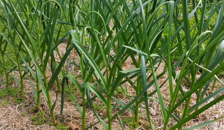 Harvest Garlic