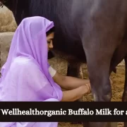 The Benefits of Wellhealthorganic Buffalo Milk for a Healthier You
