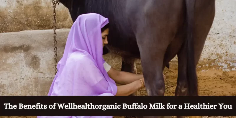 The Benefits of Wellhealthorganic Buffalo Milk for a Healthier You