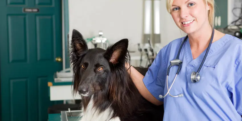 animal care courses online