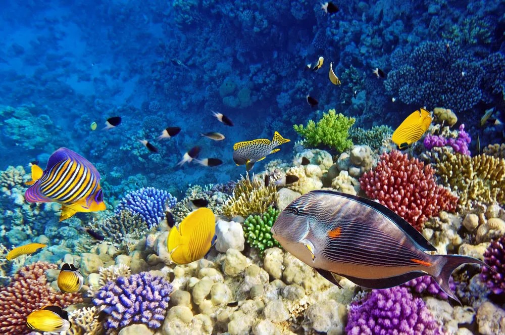 Red Sea in Egypt