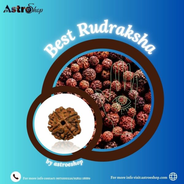 best rudraksha