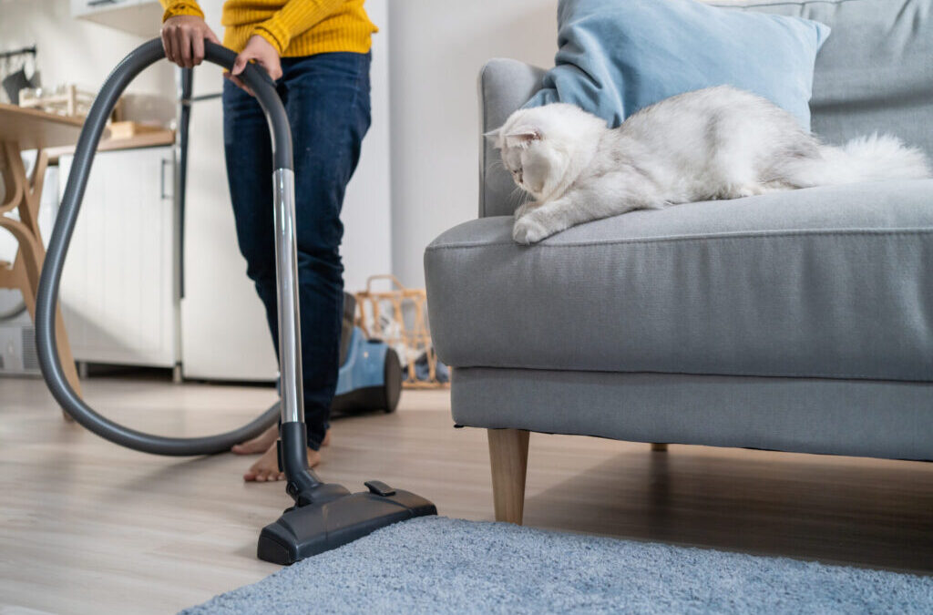 Sofa Cleaning Tips for Homes with Pets in Dean Park
