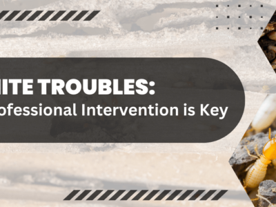 Termite Troubles_ Why Professional Intervention is Key