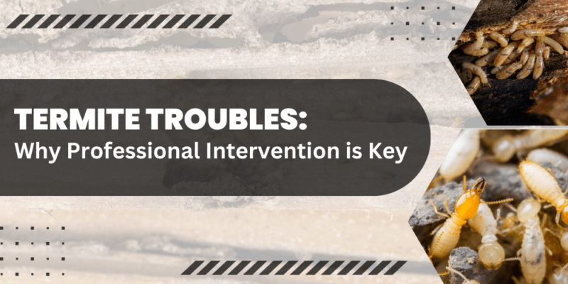 Termite Troubles_ Why Professional Intervention is Key