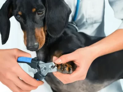 Grooming Essentials for Pets: A Complete Guide