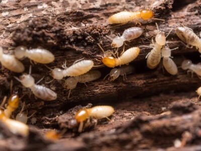 termite control