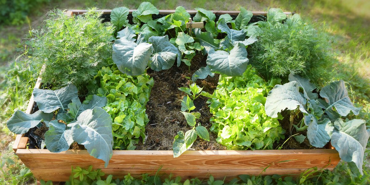 Best Gardening For Beginners