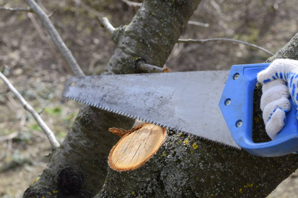 The Benefits and Importance of Tree Thinning