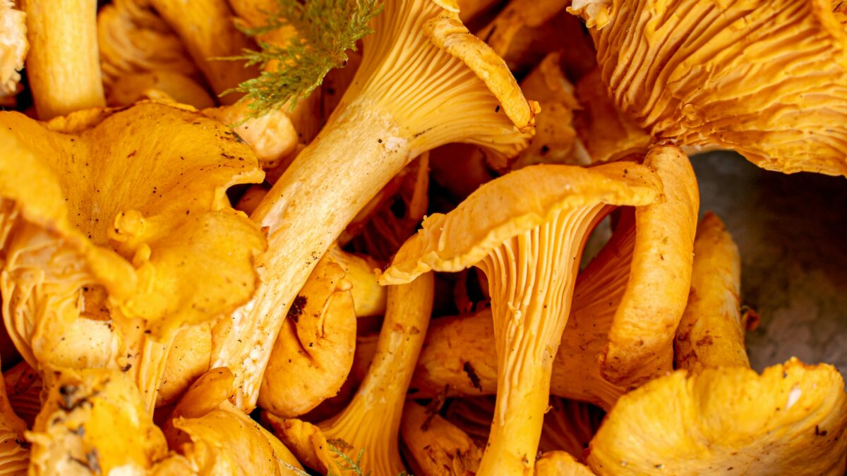 Chanterelle Mushrooms