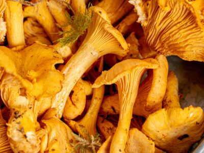 Chanterelle Mushrooms