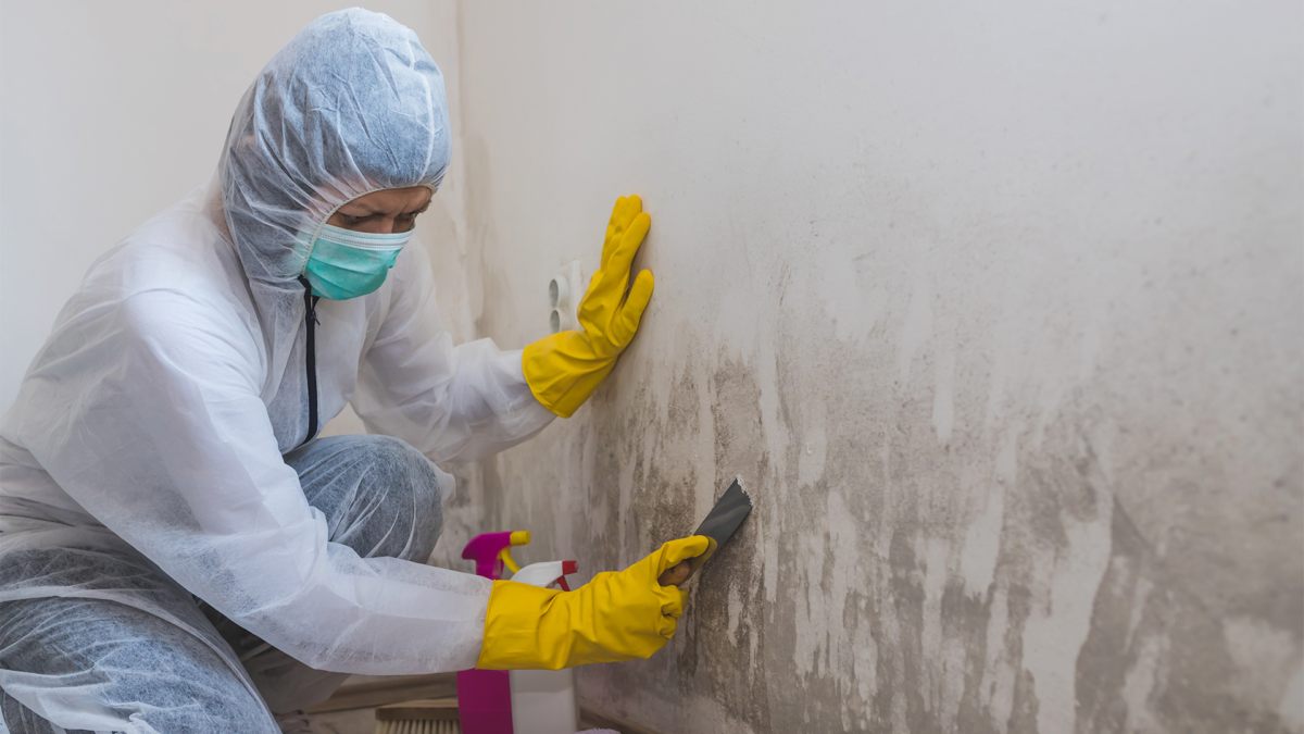 mould treatment sydney