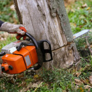 5 Reasons You May Fear Tree Removal