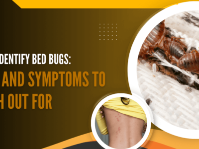 How to Identify Bed Bugs_ Signs and Symptoms to Watch Out For