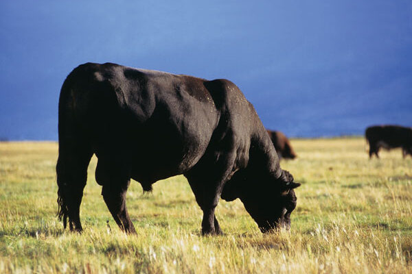 How to Select the Best Registered Black Angus Bull for Breeding