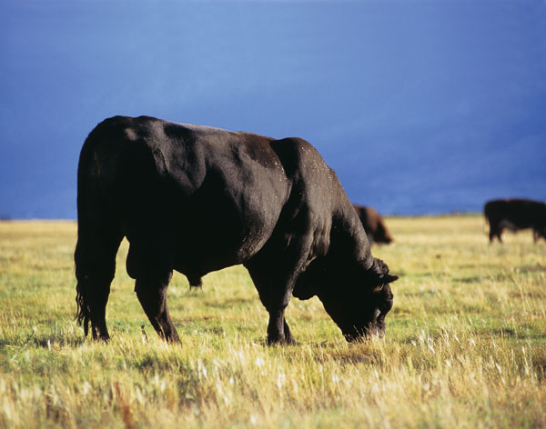 How to Select the Best Registered Black Angus Bull for Breeding