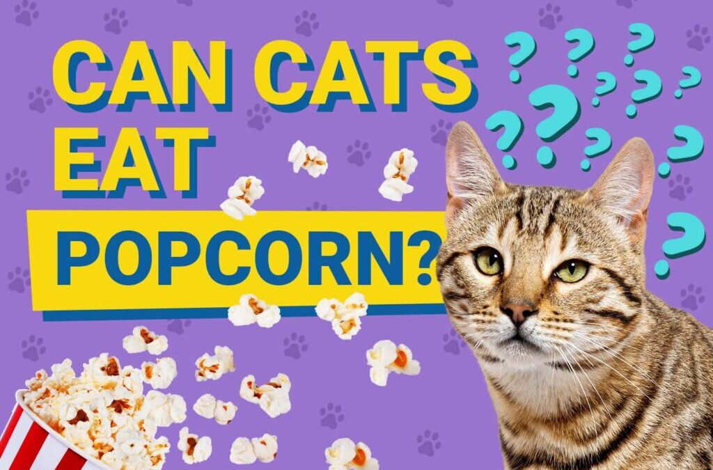 can cats eat popcorn