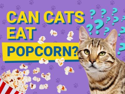 can cats eat popcorn