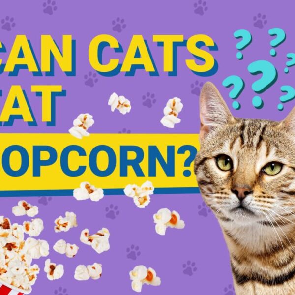 can cats eat popcorn