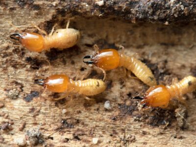 Termite Treatment