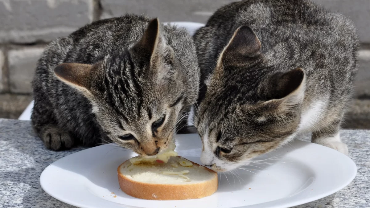 Can Cats Eat Bread