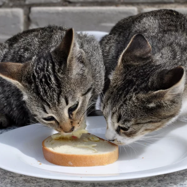 Can Cats Eat Bread