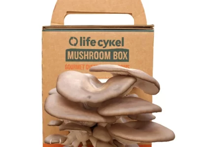 Custom-mushroom-boxes