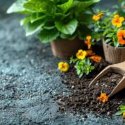 natural fertilizer for flowers